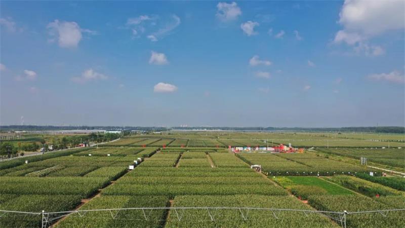 1634202468522544.jpg 101.jpg