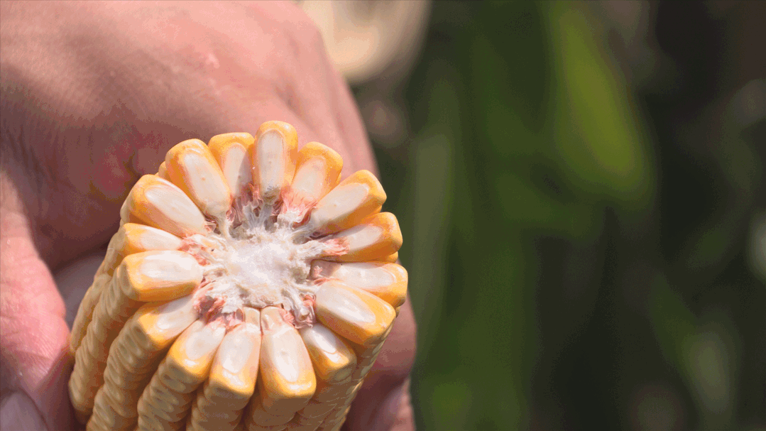 1634202593323074.gif 104.gif